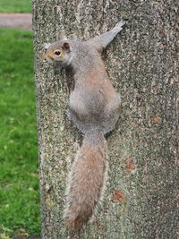 Close-up of squirrel on tree trunk