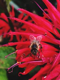 Close-up of bee pollinating on red flower