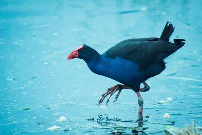 Close-up of bird perching on water