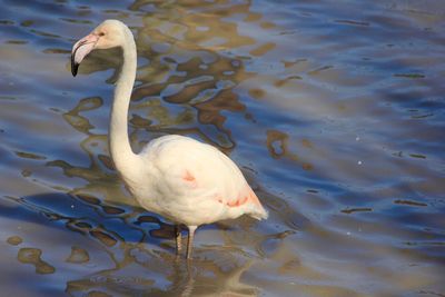 White swan swimming in lake