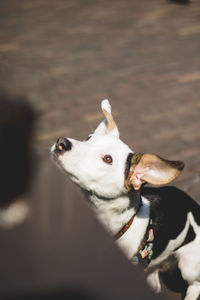 Portrait of white dog