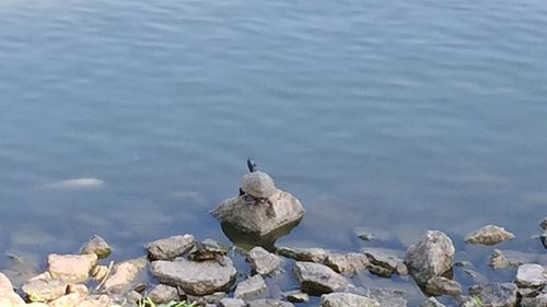 Close-up of bird perching on rock in lake