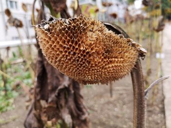 Close-up of dried mushroom growing on field