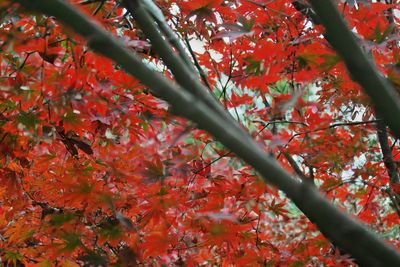 Close-up of red maple leaves on tree