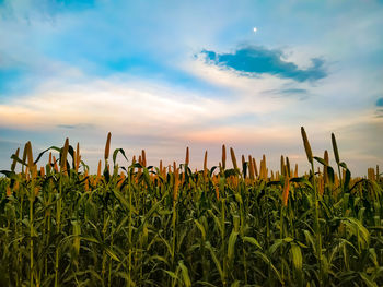 Crops growing on field against sky during sunset