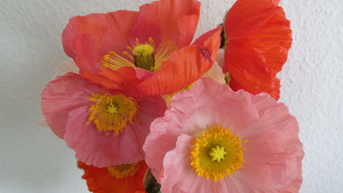 Close-up of poppy blooming outdoors