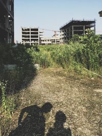 Plants growing in front of building