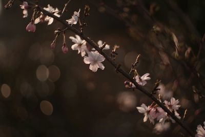 Close-up of cherry blossom tree