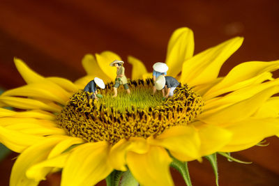 Close-up of butterfly pollinating on yellow flower