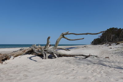 Driftwood on beach against clear sky