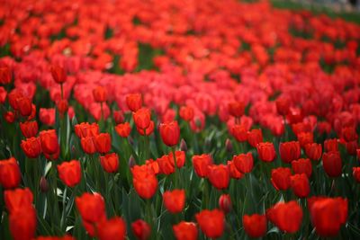 Full frame shot of red flowers