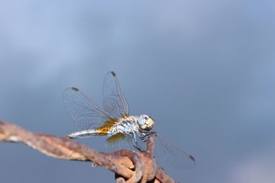 Close-up of dragonfly on twig