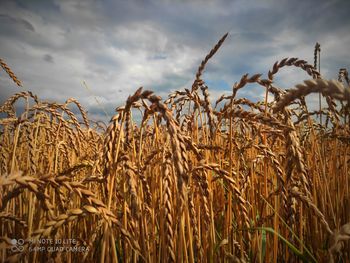 Close-up of crops on field against sky