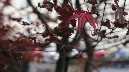 Close-up of cherry blossom