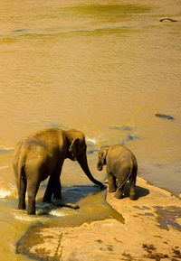 View of elephant in shallow water