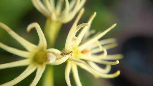 Close-up of flowering plant