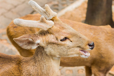 Close-up of deer in zoo