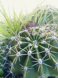 Close-up of succulent plant on field