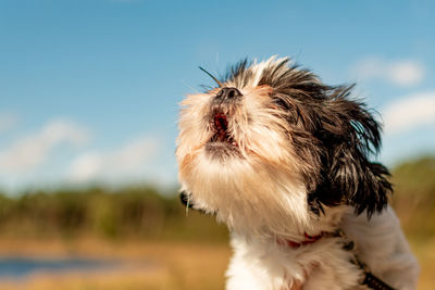 Close-up of dog looking away against sky