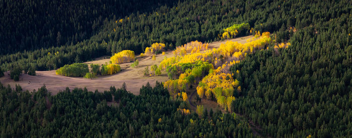 High angle view of trees in forest