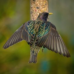 Side view of a bird flying