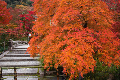 Red maple leaves on tree during autumn