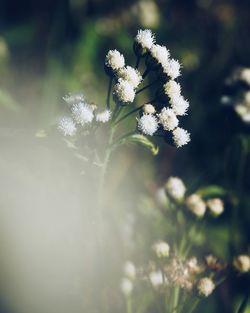 Close-up of white flowers