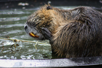 Close-up of a nutria scratches itself 