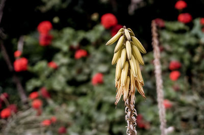 Close-up of berries on plant