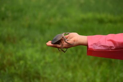 Midsection of person holding plant