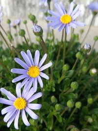 Close-up of purple daisy flowers