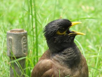 Close-up of an animal