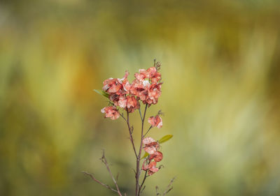 Close-up of pink flowering plant