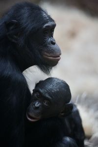 Close-up of monkeys