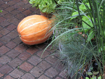 High angle view of pumpkin growing in back yard