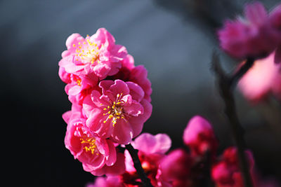 Sakura is first love in autumn.