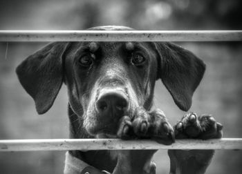 Close-up portrait of a dog