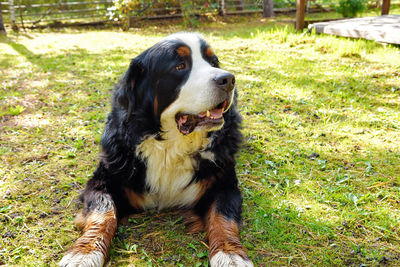 Bernese mountain dog lying on the grass on a sunny day
