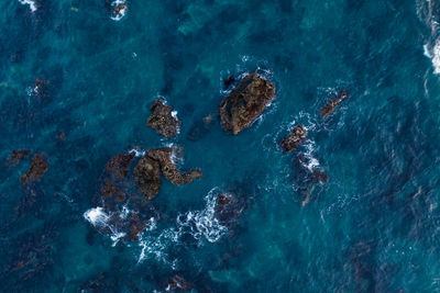 View of jellyfish swimming in sea