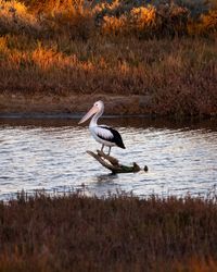 Bird perching on driftwood in lake