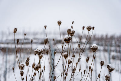 Close-up of wilted plants on field during winter