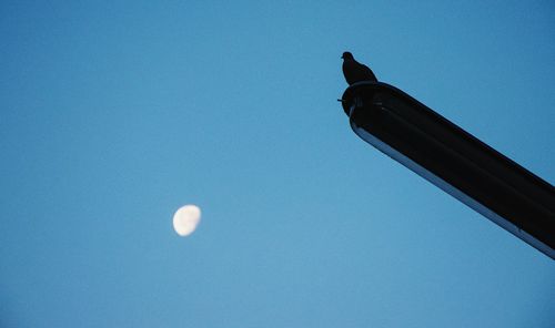 Low angle view of bird against clear blue sky