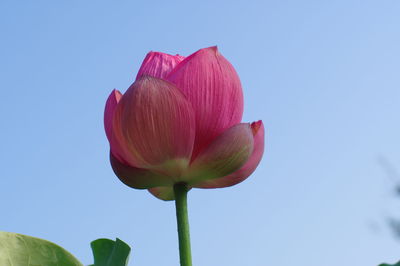 Low angle view of pink water lily against clear sky