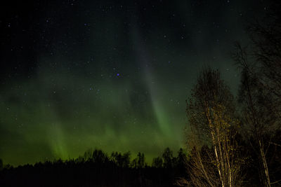 Low angle view of silhouette trees against sky at night