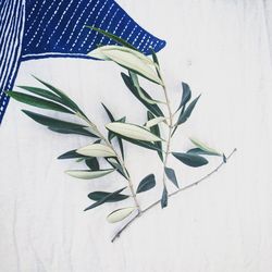 Close-up of white flowers