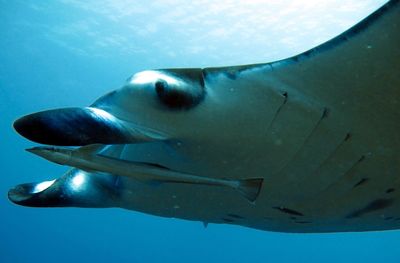 Manta ray fish