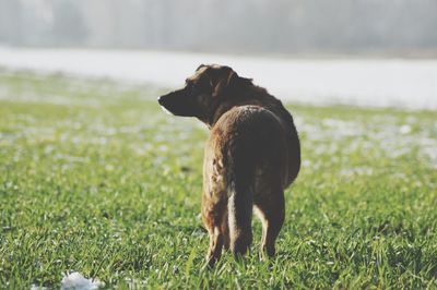 Dog looking away on field