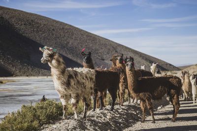 llamas walking
