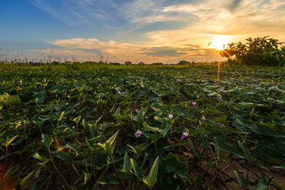 Plants growing on field against sky during sunset