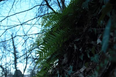 Low angle view of tree in forest